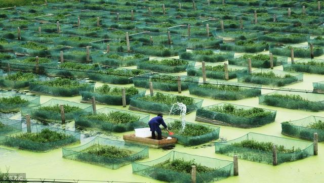 为黄鳝建一个舒适“家园”，合理栽植水生植物指南