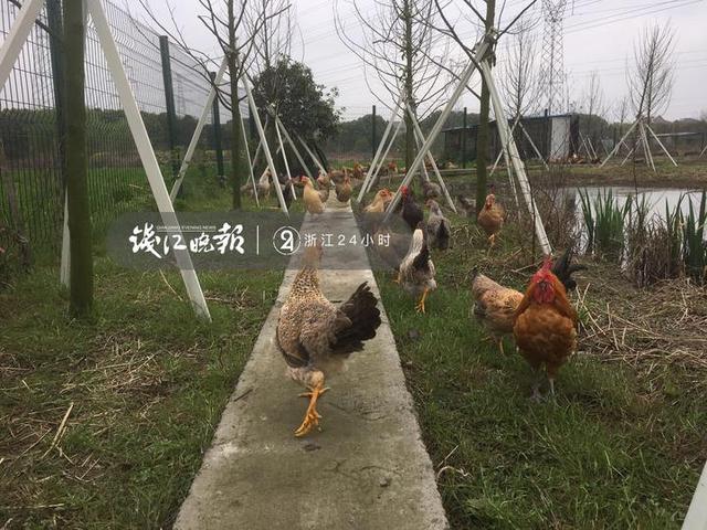 浙大教授“捡”垃圾打造昆虫农场 专门消灭餐厨垃圾