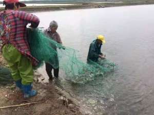 大棚黑鱼养殖视频(“黑鱼”成了“金财鱼”，金山建成乌鳢生态养殖流水线助力乡村振兴)