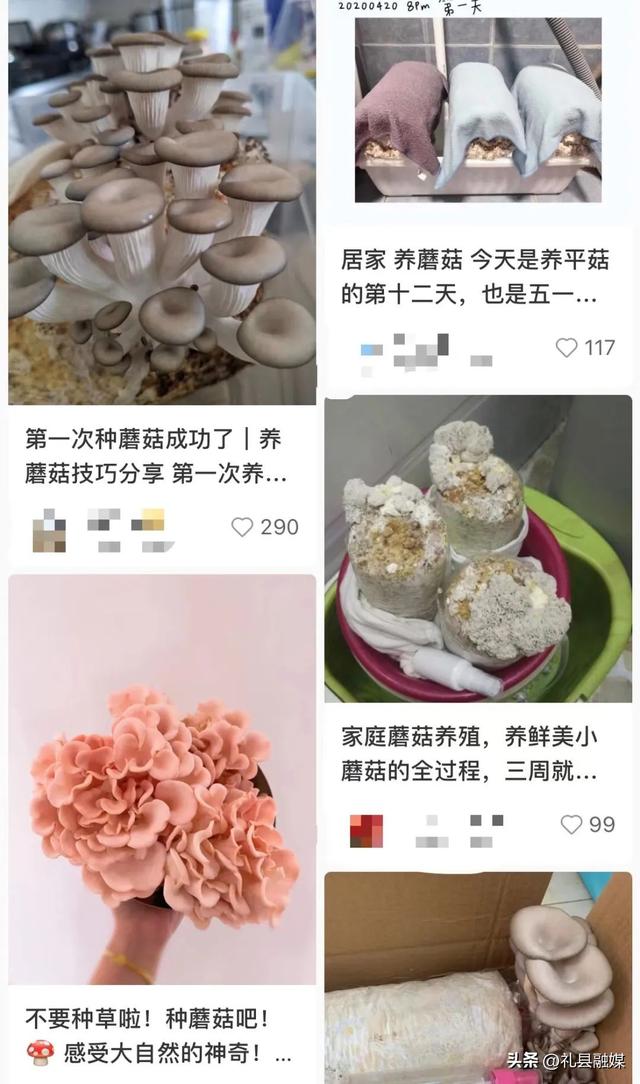 自己在家种蘑菇，吃了不会“躺板板”？