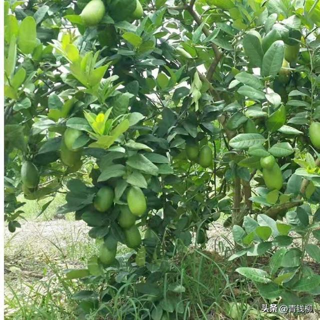 香水柠檬绿色种植技术