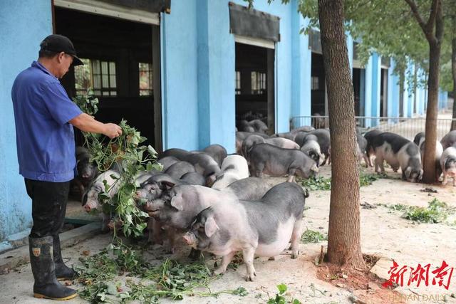 住庄园、做运动、开直播，宁乡花猪开启“私人订制”模式