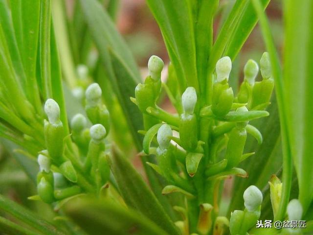 “家种罗汉松，世代不受穷”，这么好的罗汉松盆景，不花钱搬回家