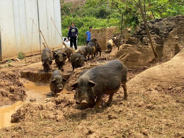 小编带您走进米坪乡大坪村香猪基地—绿色生态养殖