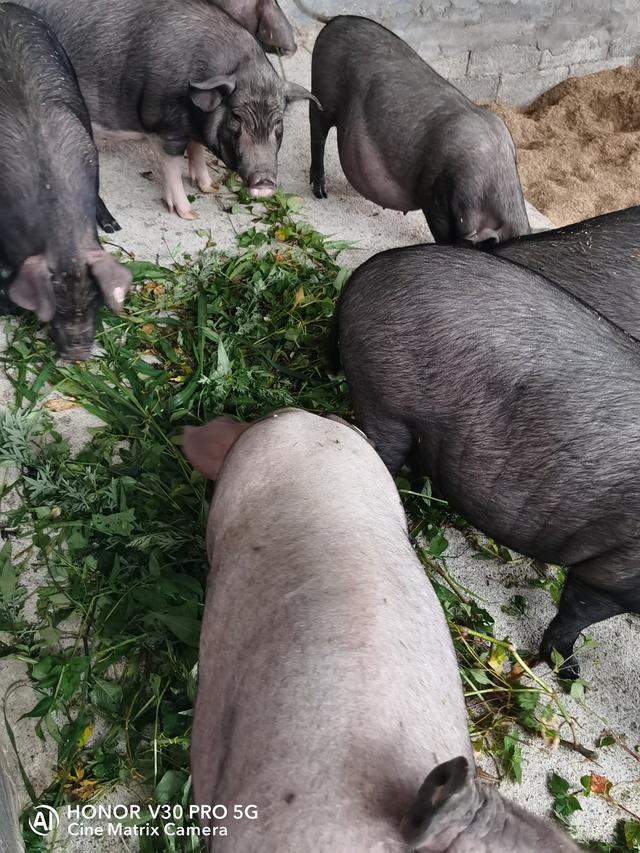 黑猪养殖如何才能使其更好地生长，以下几点养猪人要知道