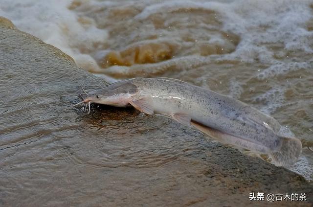 革胡子鲶鱼的生物性特性与养殖技术