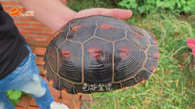 黄缘龟颜色越养越淡是怎么回事「龟谷鳖老」