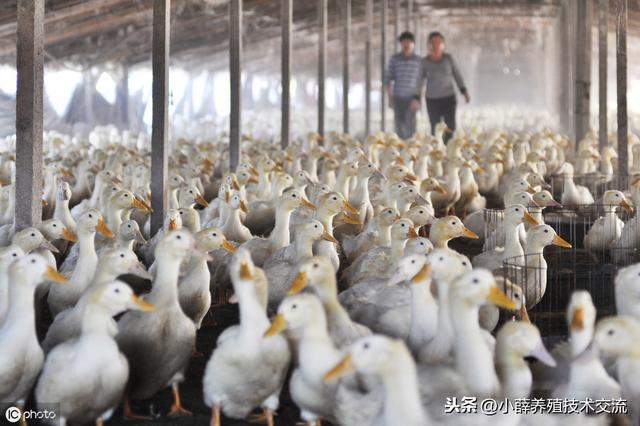 蛋鸭的大棚养殖技术