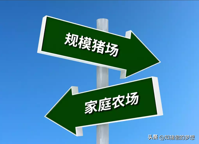 养猪业的三六九等：散养户、中小型家庭农场、规模大场的是非恩怨