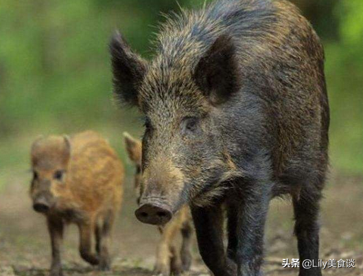 除了穿山甲和蝙蝠，这9种野生动物也是“毒王”，为健康拒绝野味