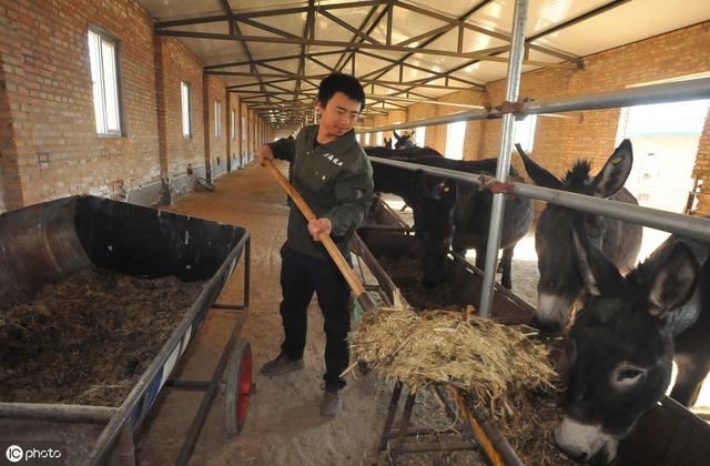 肉驴饲养管理与常见病防治