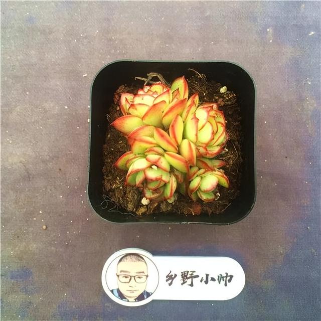 分享多肉植物，好看又好养，喜欢不要错过