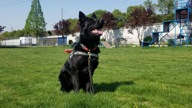 在火车站看到的警犬是从哪里来的？