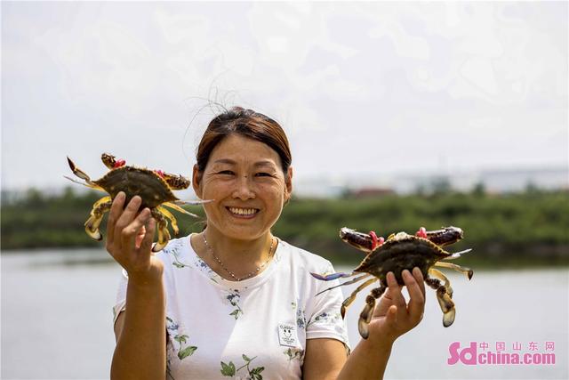 山东青岛：魏家岛耳河虾蟹养殖基地迎来虾蟹丰收季