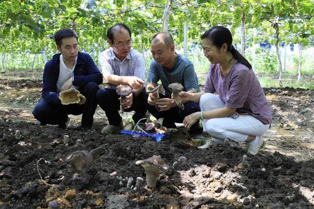 灵川县“阳光玫瑰”葡萄园实施立体栽培，亩产值超10万元