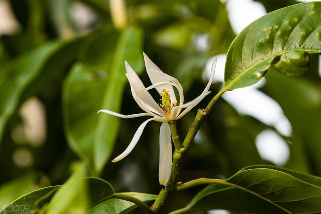 这花就是“活香水”，摆家里这么养，花量大香水味好闻