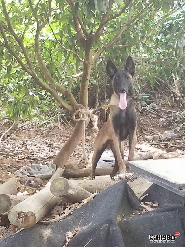 「狗狗出售」 八个多月马犬出售