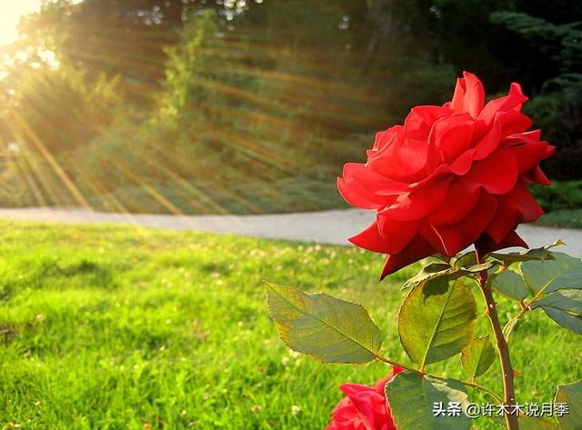 养好月季的十大要素。全面解析土、肥、药，让月季种植再无难事