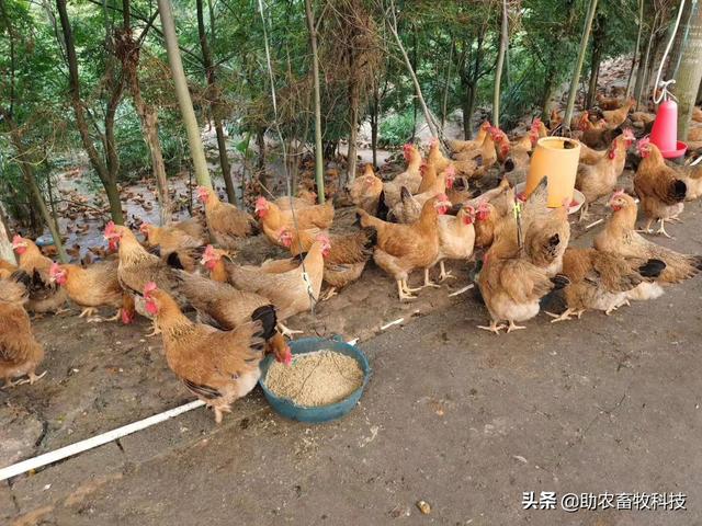 发酵饲料养鸡，鸡场不臭鸡肉香，降本增效（含肉鸡蛋鸡配方）