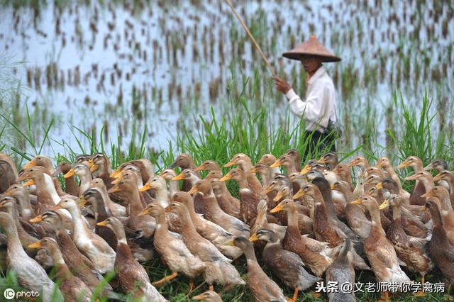 鸭子的饲养：养鸭子原来也是有风险的，你注意到了吗？