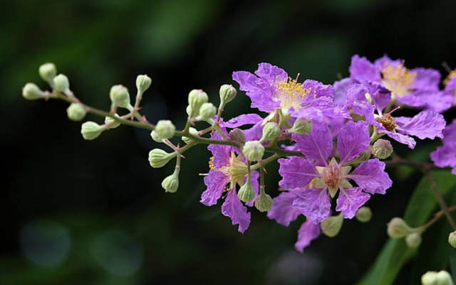 没有院子也得盆栽的“紫薇花”，日常管理好这5点就够了