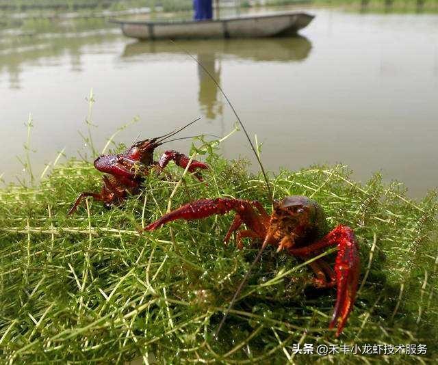 小龙虾养殖：新手、老手必须要掌握的三个核心技术！做不好就亏本