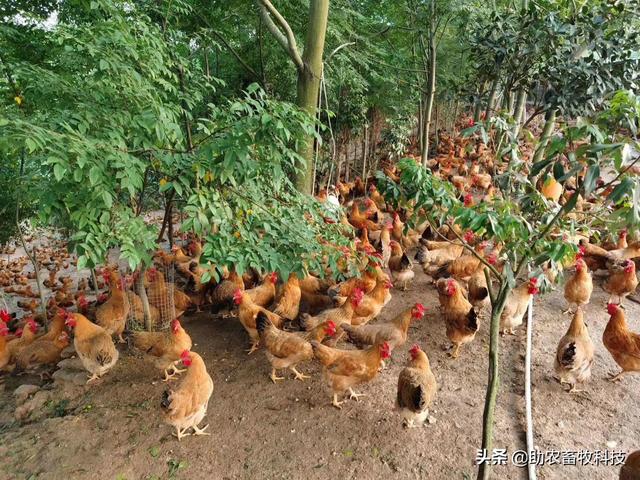 发酵饲料养鸡，鸡场不臭鸡肉香，降本增效（含肉鸡蛋鸡配方）