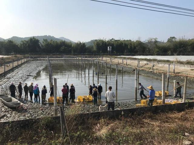 视频揭秘：冬眠被吵醒，暴躁甲鱼如何“出山”上餐桌？