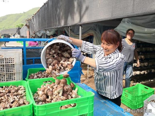 香菇种植、肉兔养殖、奶山羊养殖，江苏东台助推铜川耀州产业发展