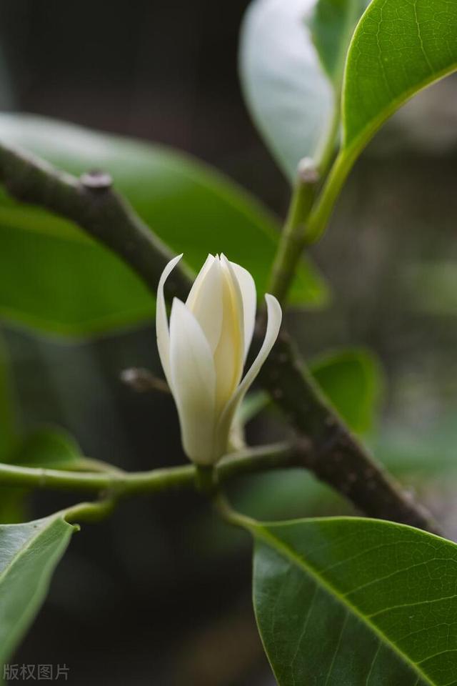 这花就是“活香水”，摆家里这么养，花量大香水味好闻