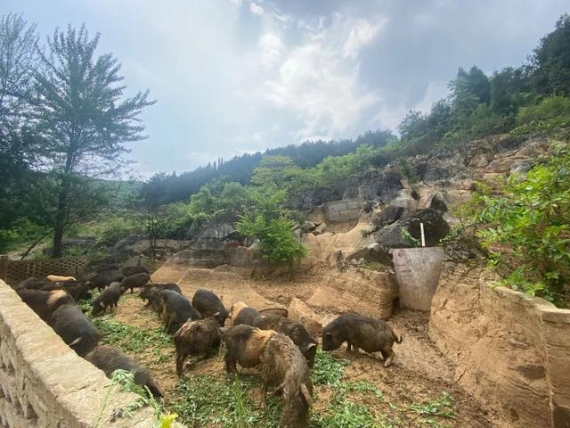 小编带您走进米坪乡大坪村香猪基地—绿色生态养殖