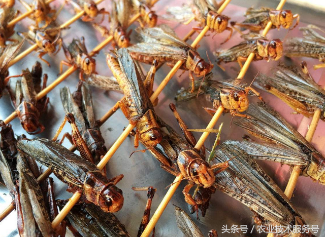 农村有一种会咬食庄稼的昆虫，还可以做成极好的美食，你吃过吗？