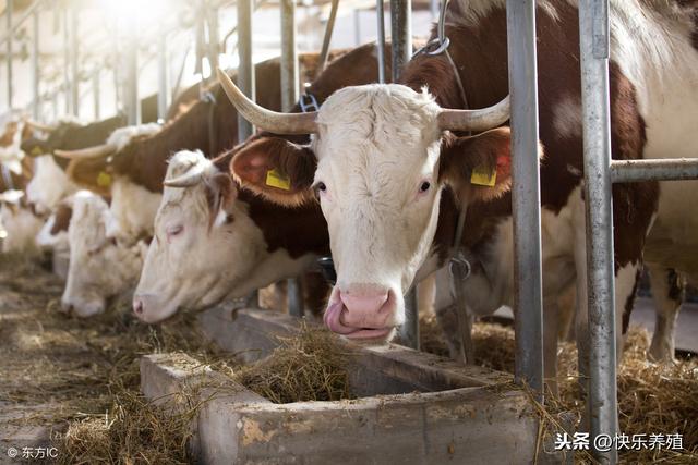 如何才能把牛养好呢？养牛户应做好这3方面！