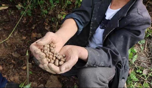 山药藤上的“小豆豆”是什么？老农都把它当宝，山药繁殖全靠它