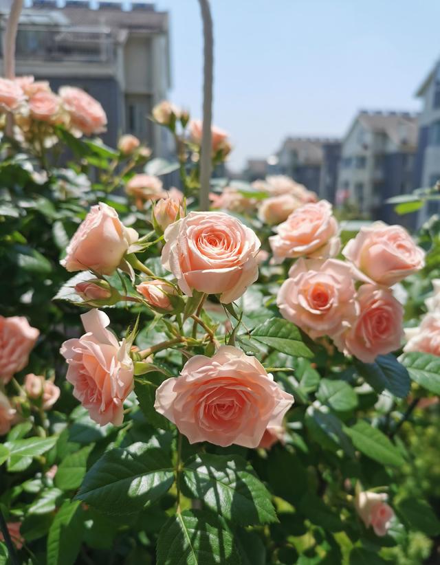 微型月季花“宝贝宝石”，植株低矮，丰花勤花，适合阳台种植