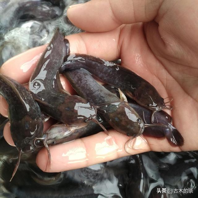 革胡子鲶鱼的生物性特性与养殖技术