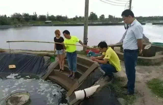 养殖对虾转肝投料技须(对虾养殖，合理又正确的控料方法，养殖户们可以收藏一下)