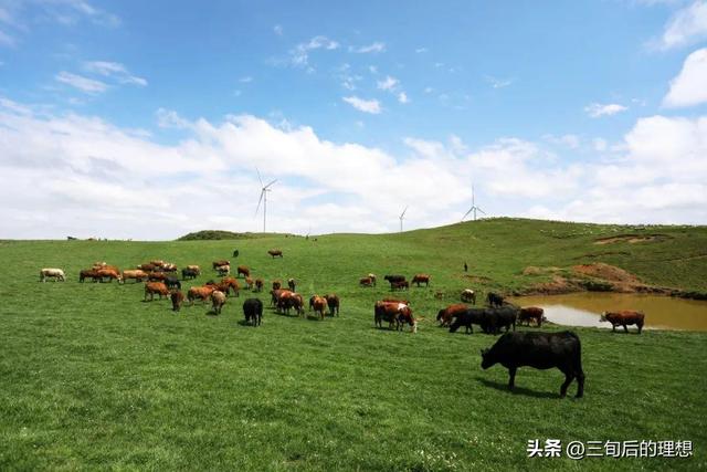 牛羊养殖，发展生态畜牧业，是对草原最大的保护