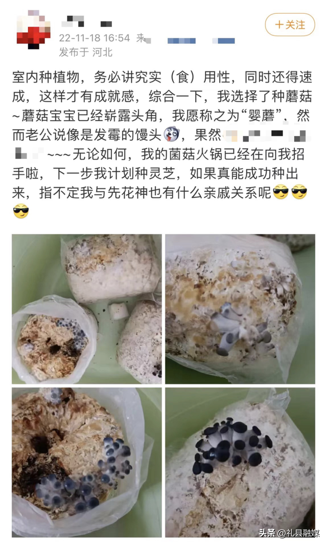 自己在家种蘑菇，吃了不会“躺板板”？