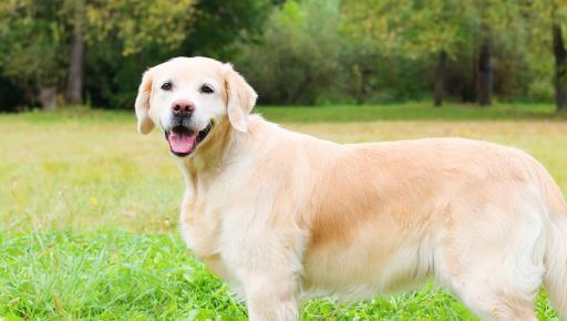 金毛犬：优点大盘点！