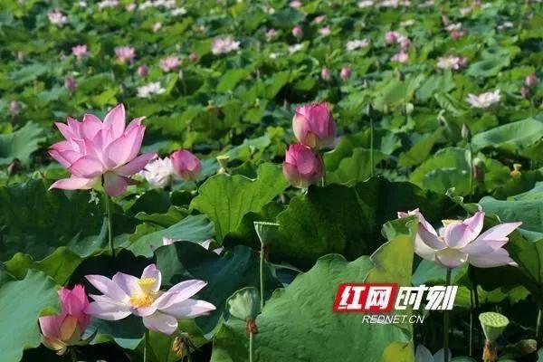 常德这个村美得惊艳全国！入选首批全国乡村旅游重点村，还发“福利包”