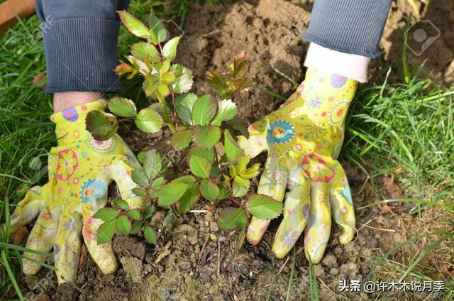 养好月季的十大要素。全面解析土、肥、药，让月季种植再无难事