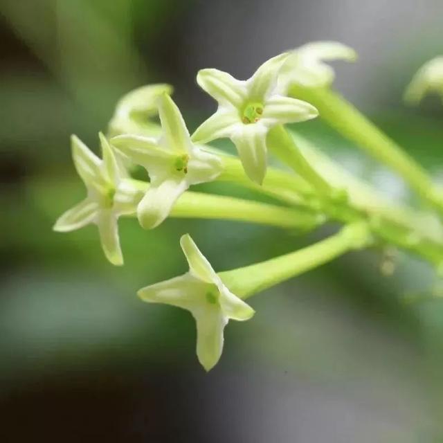 “驱蚊植物”有效吗？科学实验结果来了，一看吓一跳……