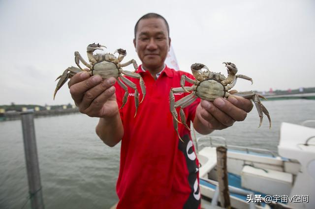 养殖大闸蟹不挣钱？我国那么多蟹，为何唯独阳澄湖大闸蟹最出名