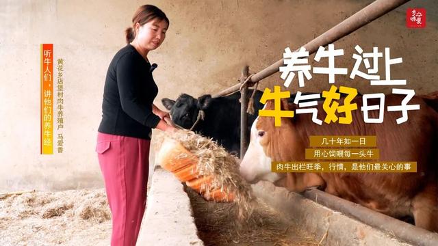 肉牛出栏旺季，来听牛人们，讲他们的养牛经