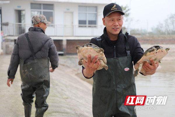 南县：因势利导壮大龟鳖产业 生态引领打响地理品牌