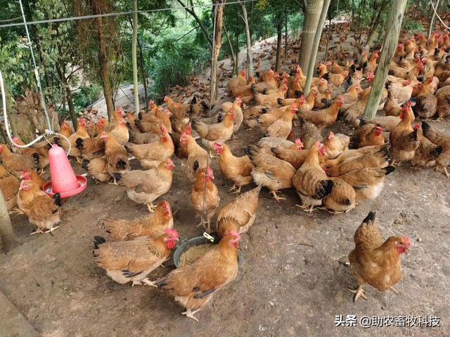 发酵饲料养鸡，鸡场不臭鸡肉香，降本增效（含肉鸡蛋鸡配方）