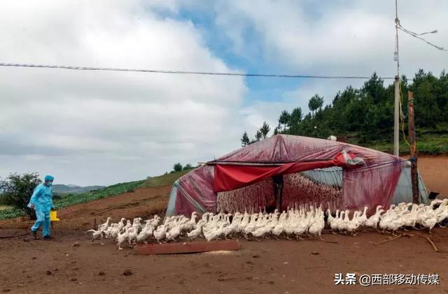 云南鲁甸水磨滴水村的鹅鹅鹅重点销售云贵川