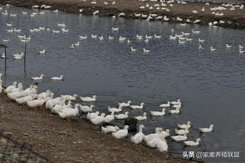 养殖场被投诉污染怎么应对？先弄清楚这几个问题对自己会有好处