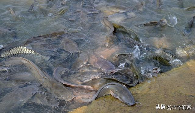 革胡子鲶鱼的生物性特性与养殖技术